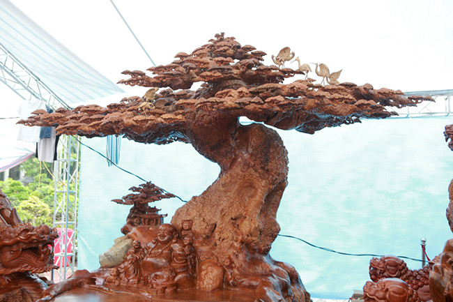 Đỉnh tán cây tùng liền bàn cao 3,2m.