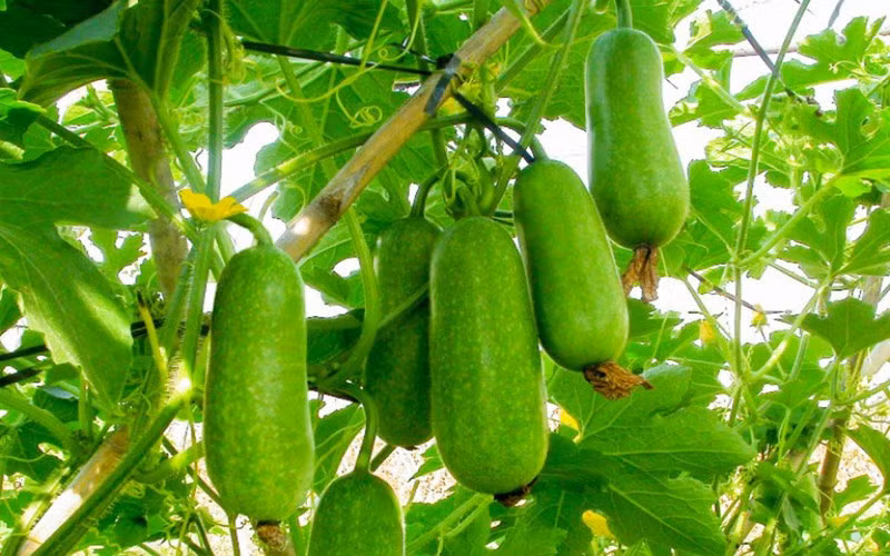 Không chỉ giàu vitamin C, canxi, kali mà bí đao còn chứa nhiều dưỡng chất khác giúp thể giảm nguy cơ bị đột quỵ lên đến 21%, hạn chế mắc bệnh tim mạch và cung cấp năng lượng cần thiết cho cơ thể.