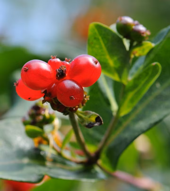 Thải độc tự nhiên: Loại dầu tuyệt vời này còn là chất làm sạch và thải độc tự nhiên đối với gan.