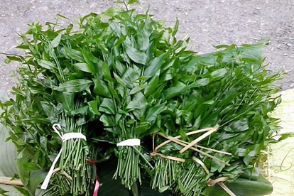 Rau sắng không chỉ là món ăn ngon mà còn bổ dưỡng, tốt cho sức khỏe nhất là đối với phụ nữ mang thai. Từ xưa, các cụ đã coi rau sắng không chỉ là một món ăn thông thường, mà còn có tác dụng chữa dị ứng, chữa đổ mồ hôi trộm, chứng đái dầm ở trẻ em…Ảnh: Internet. Video "Chế biến món ngon từ nấm đông cô". Nguồn: VTC.