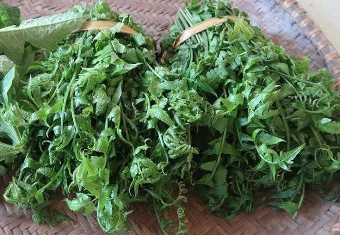 Trong y học, rau dớn vừa là một loại rau rừng vừa là một loại thảo mộc dùng để chữa các bệnh phổ biến như cảm, ho, viêm họng…, theo đông y, rau dớn còn là loại rau có tính mát, lợi tiểu, chống táo bón, rau có thể phơi khô để dành nấu nước uống giải nhiệt.