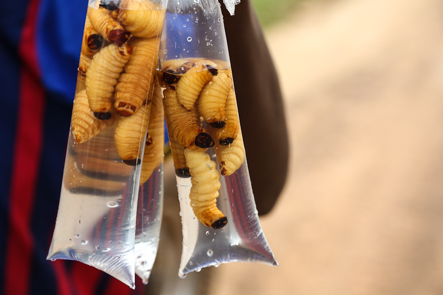 Ngoài ốc sên thì sâu nướng cũng là một món đặc sản ở châu Phi. Những con sâu béo múp chứa nhiều protein là nguyên liệu rẻ tiền nhưng vô cùng bổ dưỡng.