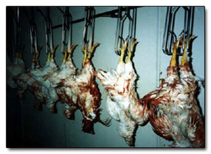 Tiếp đó, chà xát các loại nước sốt, gia vị, thảo mộc cùng một số nguyên liệu bí mật đã được chuẩn bị sẵn vào bên trong con vật. Những động tác này cần phải làm với tốc độ cao để đảm bảo con gà còn sống, nhờ thế giữ được độ tươi nhất.