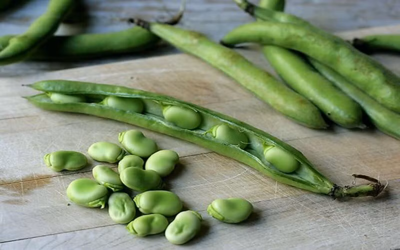 Hạt đậu tằm chứa một số loại enzyme khuyết thiếu, có tác động nhất định đối với cơ thể con người, có thể gây ra hội chứng tán huyết dị ứng sau khi ăn đậu tươi. Các triệu chứng của ngộ độc đậu tằm là thiếu máu, vàng da, gan to, nôn mửa, sốt…