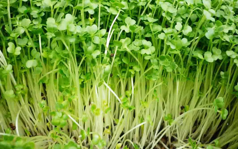 Các loại rau mầm có thể chứa vi khuẩn có hại như E. coli, salmonella và Listeria. Vì vậy, nếu ăn rau mầm sống sẽ rất dễ bị ngộ độc.