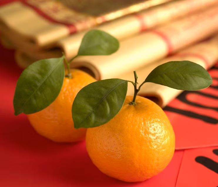 Quýt: Quả quýt đại diện cho sự thịnh vượng và may mắn. Loại quả ngon ngọt này vừa là quà tặng năm mới truyền thống, món tráng miệng phổ biến trên mâm cơm của người Singapore vào dịp năm mới, vừa là thức ăn nhẹ được dùng trong cuộc nói chuyện cùng các thành viên gia đình và bạn bè thân thiết.