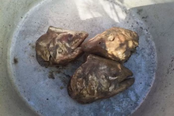 Ngoài mùi hương kinh dị, phương pháp chế biến có một không hai còn khiến cho xương cá mềm đến độ bạn có thể “thưởng thức” cùng với thịt cá đã bị phân hủy hoặc có thể dầm đầu cá thành một hỗn hợp.