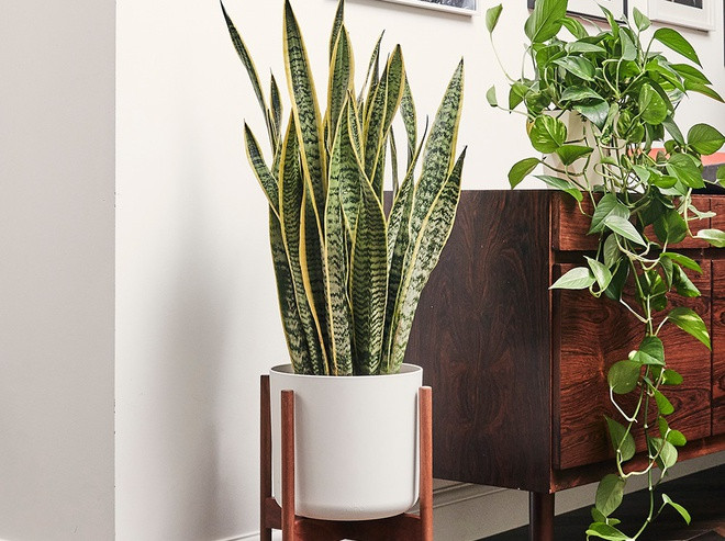 Đặt cây cảnh thanh lọc khí: Bạn nên đặt một số loại cây cảnh như nha đam, thường xuân, dây nhện, trầu bà... ở trong nhà và văn phòng làm việc. Chúng có tác dụng thanh lọc không khí và giảm thiểu ô nhiễm trong nhà. Ảnh: Idealhome.