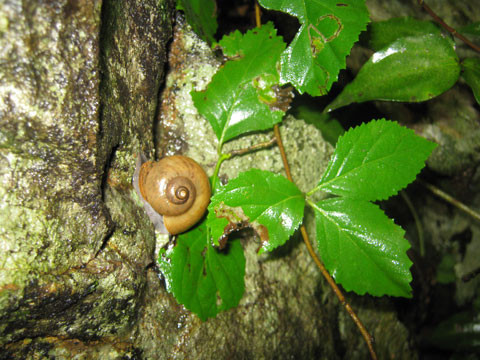 Những con ốc đá ở đây có hình dáng khá giống ốc núi bà Đen ở Tây Ninh.