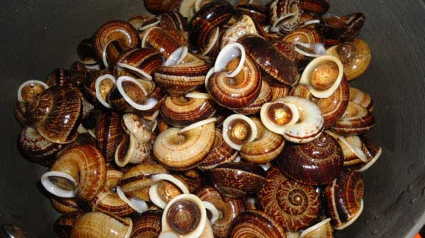 Ốc không phát triển theo chiều dọc như ốc nhồi, ốc bươu vàng mà theo chiều ngang, mình dẹp, to trung bình bằng hai đốt ngón tay, miệng loe ra có màu trắng sữa.