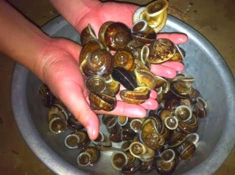 Ốc đá Suối Bàng được coi là đặc sản có một không hai của đồng bào nơi đây. Giá của nó dao động 25.000 - 40.000 đồng một kg.