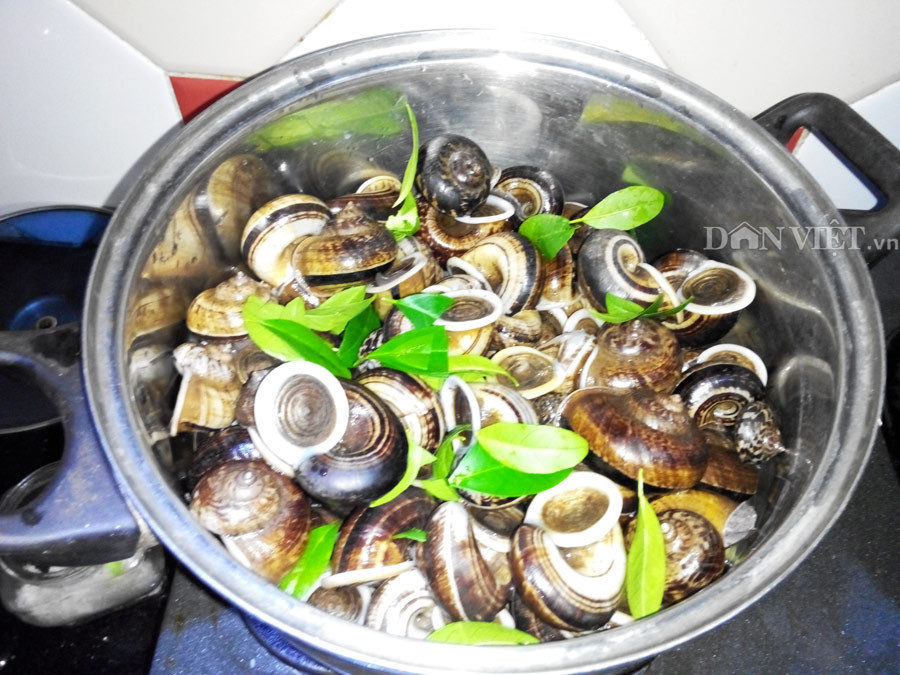 Ốc có thể chế biến thành nhiều món ngon như xào, luộc, nấu canh...Thường bà con không xào vì khi đó ốc ra nhiều nhớt ăn không ngon. Vì thế, ngoài luộc, người ta dùng ốc để chế biến món canh.