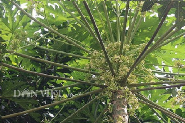 Cây đu đủ đực không có quả mà chỉ có hoa nở quanh năm. Hoa đu đủ đực có màu trắng hoặc xanh pha vàng, có 5 cánh, nở từ đầu tháng 5 – 10 dương lịch hàng năm.