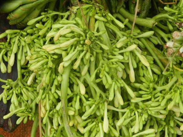 Hoa đu đủ đực còn được người dân Tây Bắc dùng chữa bệnh ho khan, dạ dày và giải độc gan... rất hiệu quả.