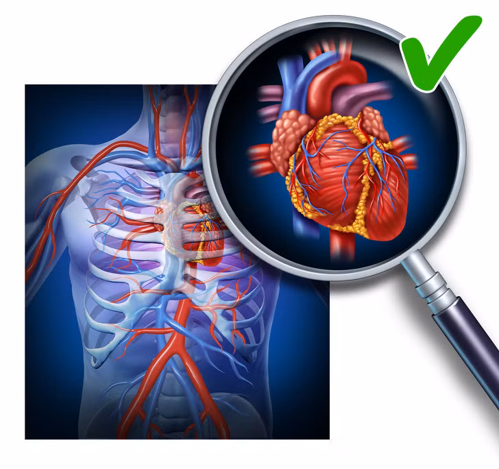 Duy trì sức khỏe của tim: Omega-3 và omega-6 có trong hạt chia giúp giảm cholesterol trong máu, giảm viêm và điều chỉnh huyết áp. Tất cả những điều này đều góp phần không nhỏ vào việc duy trì sức khỏe của tim.