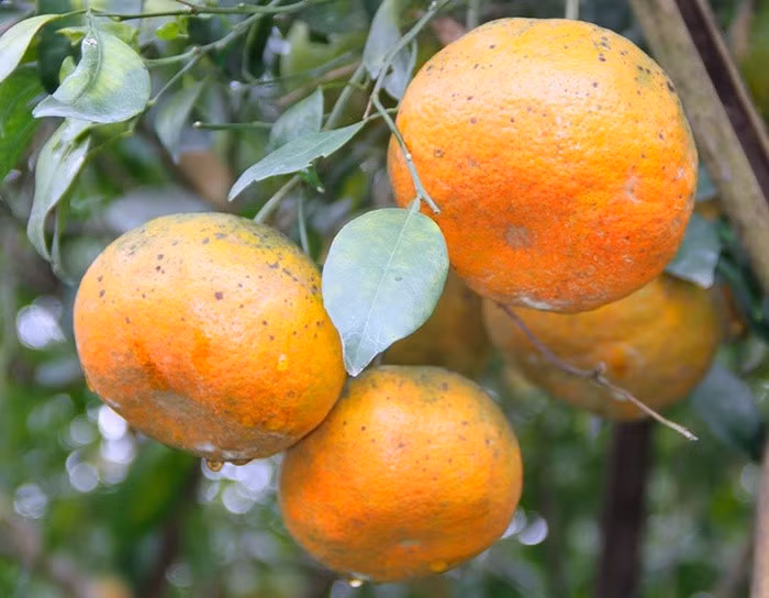 Cam bù khi chín vỏ đỏ, xốp dễ bóc vỏ, múi cam mọng nước, ít hạt, ăn có vị ngọt, hương thơm quyến rũ, giá trị dinh dưỡng cao. Đây là cây bản địa được chọn lọc tự nhiên qua hàng trăm năm. Cam bù Hương Sơn là đặc sản Hà Tĩnh mà du khách thường mang về làm quà cho người thân khi đến đây. Ảnh: Dân Việt.