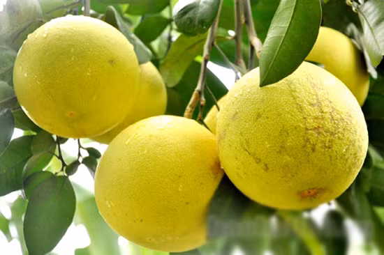 Bưởi Phúc Trạch là đặc sản của huyện miền núi Hương Khê, tỉnh Hà Tĩnh, được bạn bè gần xa biết đến. Bưởi có dạng hình cầu tròn, nhỏ chứ không to, khi ăn vào có vị thanh chua rồi ngọt hậu tới cổ, thơm nhẹ tự nhiên. Ảnh: Baohatinh.