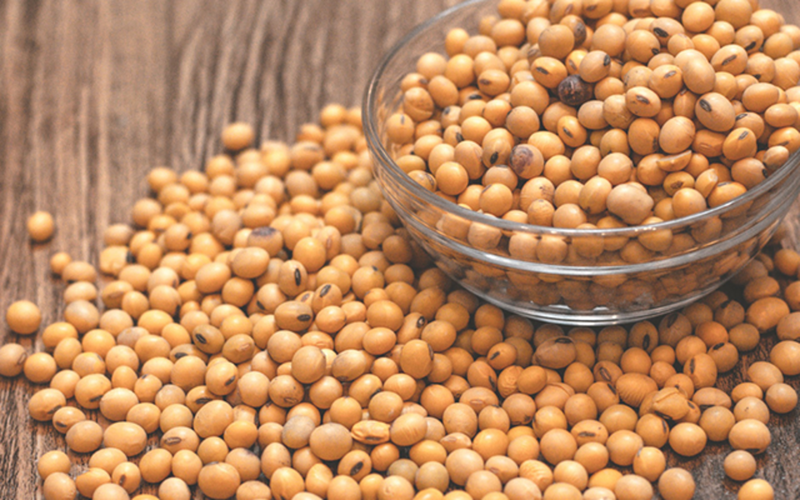 Đậu nành là một nguồn tuyệt vời của sắt và các vitamin giúp chống thiếu máu.