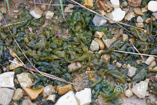 Do đó, cho dù có rửa sạch cách mấy thì nhiều người Giang Tô khi ăn món này đều bị ám ảnh mùi phân thoang thoảng nên thường rất ngại gắp đũa thử. Ảnh: Internet. Video "Chế biến món ngon từ nấm đông cô". Nguồn: VTC.