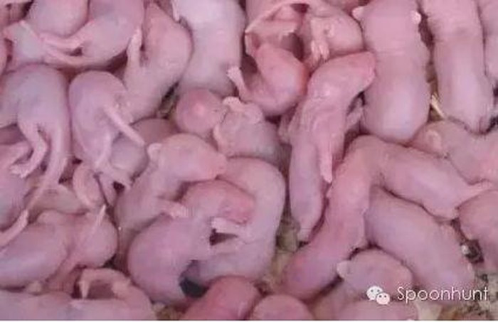 Chuột con sống: Một số người ở Quảng Đông ưa chuộng món ăn chuột con sống nhưng với du khách nước ngoài, đây là một món ăn kinh dị. Người dân địa phương nhúng những con chuột non đỏ hỏn vào một loại nước sốt và ăn chúng khi chúng còn sống nguyên và đang ngoe nguẩy.