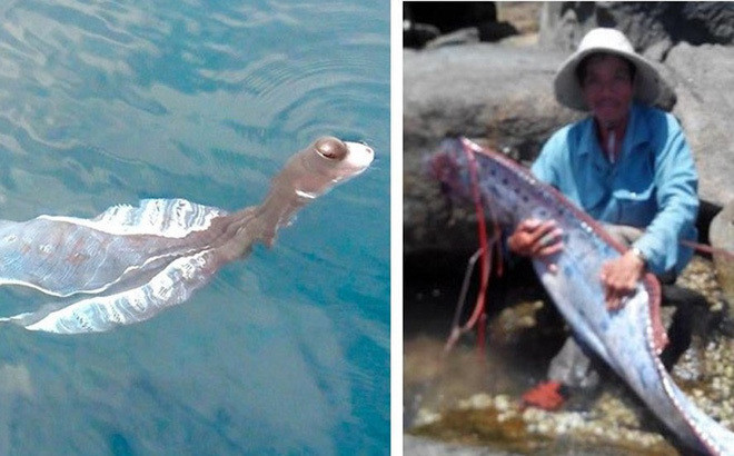 Phat hien “thuy quai” o Viet Nam, nguoi dan chet khiep