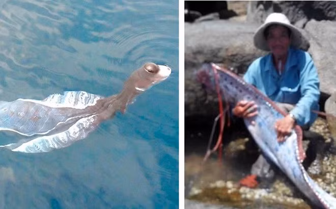 Phát hiện “thủy quái” ở Việt Nam, người dân chết khiếp Phat hien “thuy quai” o Viet Nam, nguoi dan chet khiep