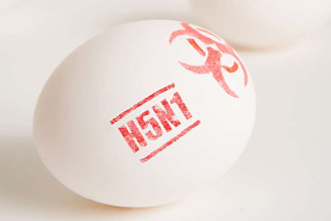 Cúm gia cầm: Với tên y học là cúm H5N1, cúm gia cầm gây ho và sốt. Có tới 60% bệnh nhân mắc cúm gia cầm tử vong. Thông thường, có hai dạng cúm gia cầm và virus cúm lây từ gia cầm bị nhiễm sang người.