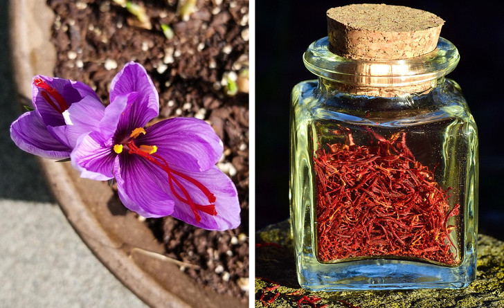 Saffron: Tên của loại gia vị này trong tiếng Hy Lạp có nghĩa là sợi chỉ hay sợi. Phần giá trị nhất của hoa nghệ tây (saffron) là nhị hoa màu đỏ. Loại nhụy hoa này cần phải được thu hoạch nhanh chóng vì hoa chết nhanh, đó là lý do tại saffron trở thành một loại gia vị tinh tế và rất đắt tiền.