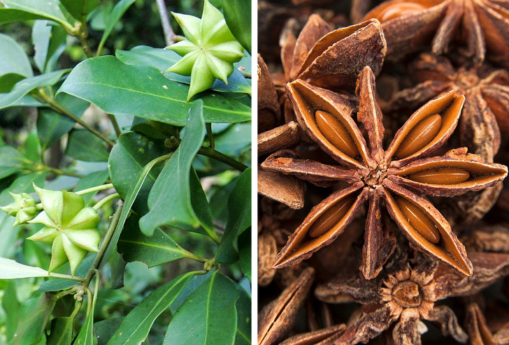 Hoa hồi: Gia vị này có mùi thơm dễ chịu và có hình ngôi sao nhỏ. Sau khi quả chín, các cánh hoa sẽ vỡ và hạt tách ra.