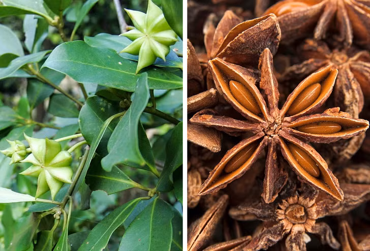 Hoa hồi: Gia vị này có mùi thơm dễ chịu và có hình ngôi sao nhỏ. Sau khi quả chín, các cánh hoa sẽ vỡ và hạt tách ra.