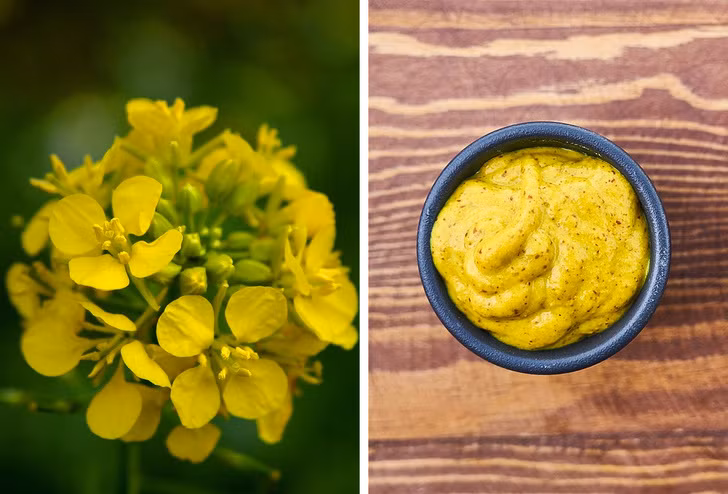 Mù tạt: Nếu bạn từng tự hỏi tại sao mù tạt lại có màu vàng, thì đó là vì những bông hoa xinh đẹp này. Cây được trồng trên các cánh đồng và những bông hoa màu vàng bắt đầu nở rộ vào cuối tháng 9 đầu tháng 10. Sau đó, hạt giống của chúng được thu hoạch và sấy khô. Chúng chủ yếu được sử dụng trong nấu ăn và làm thuốc.