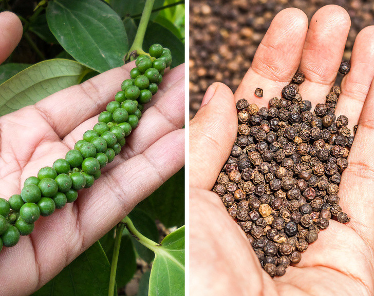 Hạt tiêu đen: Quả hạt tiêu mọc trên cây dây leo (thân gỗ, cây leo mọc trên cây) ở độ ẩm cao và nhiệt độ ổn định, giống như ở châu Á. Những cành hạt tiêu có hình dạng giống như cái gai dài. Những quả xanh tròn chính xác là hạt tiêu đen khi nó lớn lên và già.