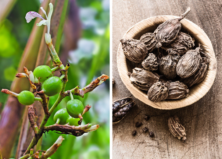 Thảo quả là một trong những loại gia vị đắt nhất trên thị trường, đó là lý do tại sao đôi khi nó được gọi là Nữ hoàng gia vị. Thảo quả chưa chín mùi thơm rất mạnh. Chúng cần được thu hoạch, phơi khô dưới ánh nắng mặt trời, sau đó làm ẩm và sấy khô lại.