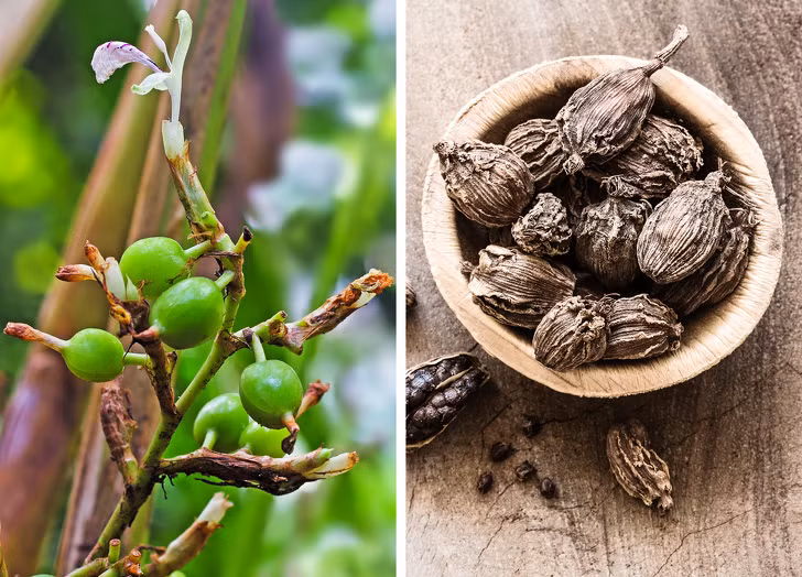 Thảo quả là một trong những loại gia vị đắt nhất trên thị trường, đó là lý do tại sao đôi khi nó được gọi là Nữ hoàng gia vị. Thảo quả chưa chín mùi thơm rất mạnh. Chúng cần được thu hoạch, phơi khô dưới ánh nắng mặt trời, sau đó làm ẩm và sấy khô lại.