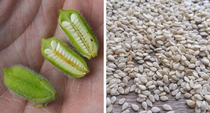 Vừng: Những hạt vừng nhỏ màu đen hoặc trắng thơm mà chúng ta thường thấy trên bánh ngọt hoặc trong các món ăn khác nhau là hạt của một loại quả. Quả vừng thường khá nhỏ, thước khoảng 3-5 cm, nhưng bên trong có thể có tới một trăm hạt vừng. Vừng phát triển ở vùng khí hậu khô, nóng, vì chúng là những cây rất chịu hạn.