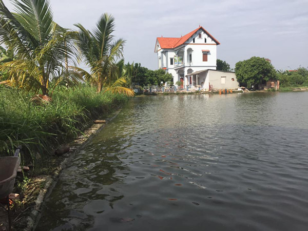 Nuoi con “nhan ha”, ngay cho an 1 lan, cu 8 thang lai “dut tui” hon 300 trieu-Hinh-2