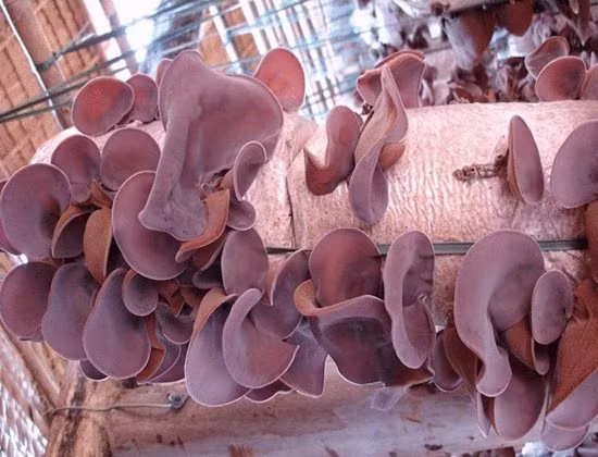 Hang ngay van an moc nhi ma it nguoi biet dieu dai ky nay-Hinh-2