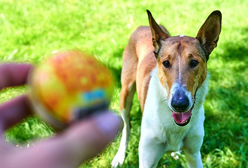 Đồ chơi của thú cưng: Đây chính là một trong những thứ nhiều vi khuẩn nhất. Khi chú cún cưng ngậm đồ chơi, nó không chỉ truyền vi khuẩn sang đồ chơi mà còn tạo một môi trường ẩm dính cho vi khuẩn phát triển.