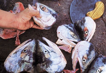 Ngoài mùi hương kinh dị, phương pháp chế biến có một không hai còn khiến cho xương cá mềm đến độ bạn có thể “thưởng thức” cùng với thịt cá đã bị phân hủy hoặc có thể dầm đầu cá thành một hỗn hợp.