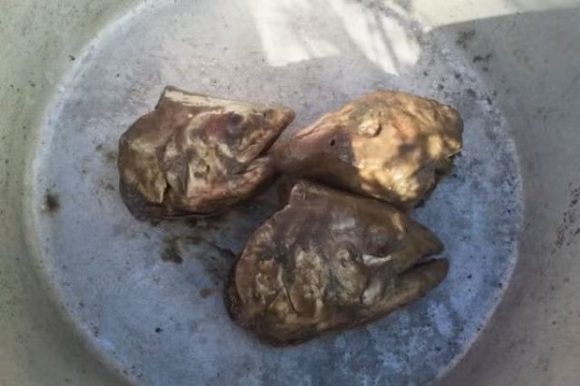 Sau này, túi bóng được sử dụng để đẩy nhanh quá trình lên men, nhưng lại tăng nguy cơ ngộ độc thực phẩm. Do đó, hiện nay đầu cá thường được chôn thẳng xuống đất ở các hố chôn đặc biệt.