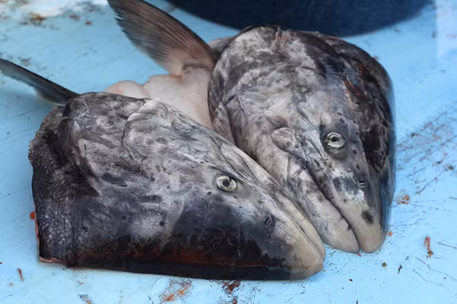 Theo phương pháp truyền thống, “đầu bếp” sẽ cắt đầu những con cá hồi vua thành những phần có kích cỡ bằng quả bóng, đầu cá được quấn vào cỏ dài (mọc dọc sông suối) hoặc cho vào thùng gỗ và chôn xuống hố, để khoảng 4 đến 6 tuần. Sau đó, chúng được đào lên để thưởng thức.