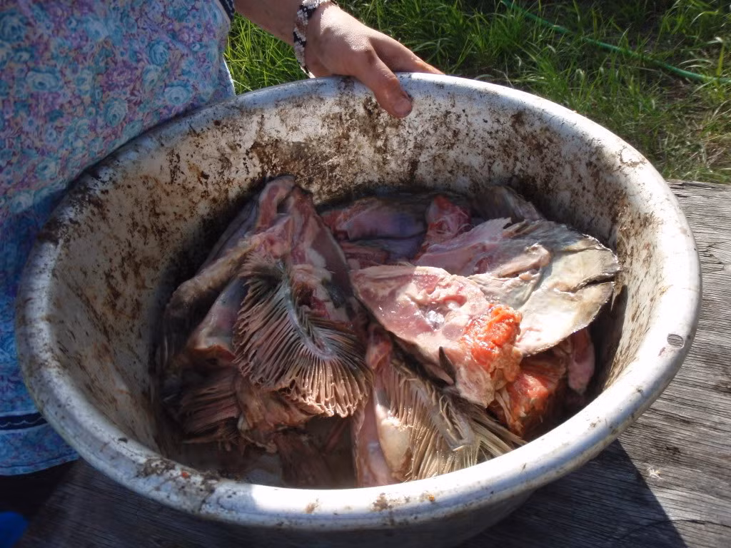  Món đầu cá thối này có mùi rất khủng khiếp. Nhiều người chỉ cần ngửi thấy mùi của nó đã thấy buồn nôn, chứ chưa nói đến việc ăn.