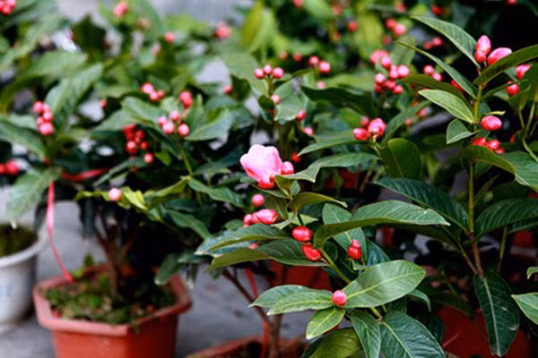Cây hoa hải đường có thể lọc tốt benzene và các hóa chất khác. Cây này có những cụm hoa trắng, hồng, đỏ để chưng Tết rất đẹp mắt và còn tốt cho sức khỏe..