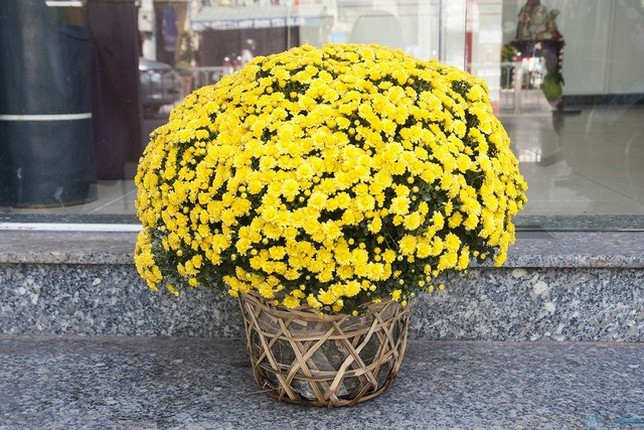 Hoa cúc giúp loại bỏ các chất gây ô nhiễm nguy hiểm như formaldehyde, amoniac, benzen và trichloroethylene được thải ra từ nhiều đồ gia dụng thông thường.