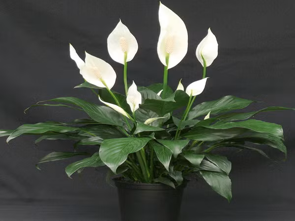 Hoa lan ý (Peace Lily) là loài thực vật có nguồn gốc tự nhiên ở Đông Nam Á và nhiều vùng nhiệt đới ở châu Mỹ. Cây có khả năng thấm hút các chất ô nhiễm tuyệt vời. Lan ý có thể loại bỏ các chất sau trong không khí: amoniăc, benzen, formaldehyde, TCE, xylene.