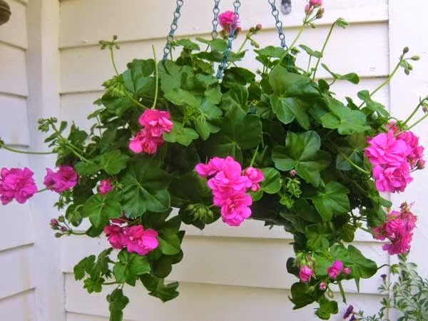 Cây hoa phong lữ có nhiều màu sắc đầy lôi cuốn và hương rất thơm. Mùi hương của cây giúp tăng cường sự tỉnh táo nhạy bén trí não. Ảnh: Internet. Video "Dầu thực vật có thực sự tốt cho sức khỏe?". Nguồn: VTC.