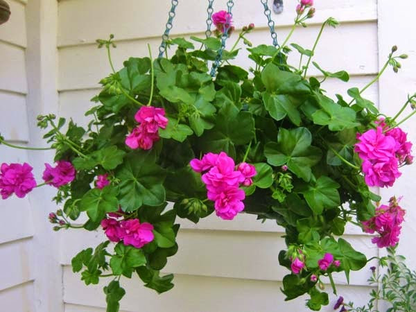 Cây hoa phong lữ có nhiều màu sắc đầy lôi cuốn và hương rất thơm. Mùi hương của cây giúp tăng cường sự tỉnh táo nhạy bén trí não. Ảnh: Internet. Video "Dầu thực vật có thực sự tốt cho sức khỏe?". Nguồn: VTC.