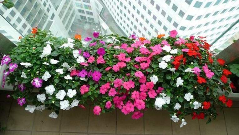 Hoa dừa cạn còn có tên là Hải đằng và trong Đông y hoa dừa cạn có tên là trường xuân hoa, dương giác, bông dừa. Hoa có 3 màu, phớt hồng, phớt tím và màu trắng. 