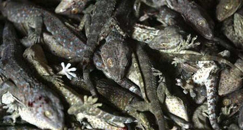 Theo người dân nơi đây cho biết, thằn lằn phơi khô có tác dụng thay thế thuốc điều trị ngứa do dị ứng, chúng còn là một nguyên liệu cho mỹ phẩm. Trung Quốc và Hòa Kỳ là hai trong số rất nhiều thị trường thu mua thằn lằn khô xuất khẩu của ngôi làng. Ảnh: Internet. Video "Chế biến món ngon từ nấm đông cô". Nguồn: VTC.