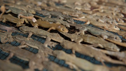 Indonesia có một nơi gọi là thánh địa thằn lằn, nằm ở làng Kapetakang, thuộc tiểu khu Kapetak, Cirebon. Mặc dù là một ngôi làng nhỏ nhưng là thủ phủ của các hoạt động giết mổ động vật đáng sợ như rắn ếch, nhưng nổi bật nhất phải là thằn lằn. Nguyên cả ngôi làng này là nơi thu mua và chế biến thằn lằn khô thành đặc sản.